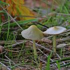 Champignons de sous bois