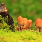 champignons des bois