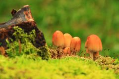 champignons des bois