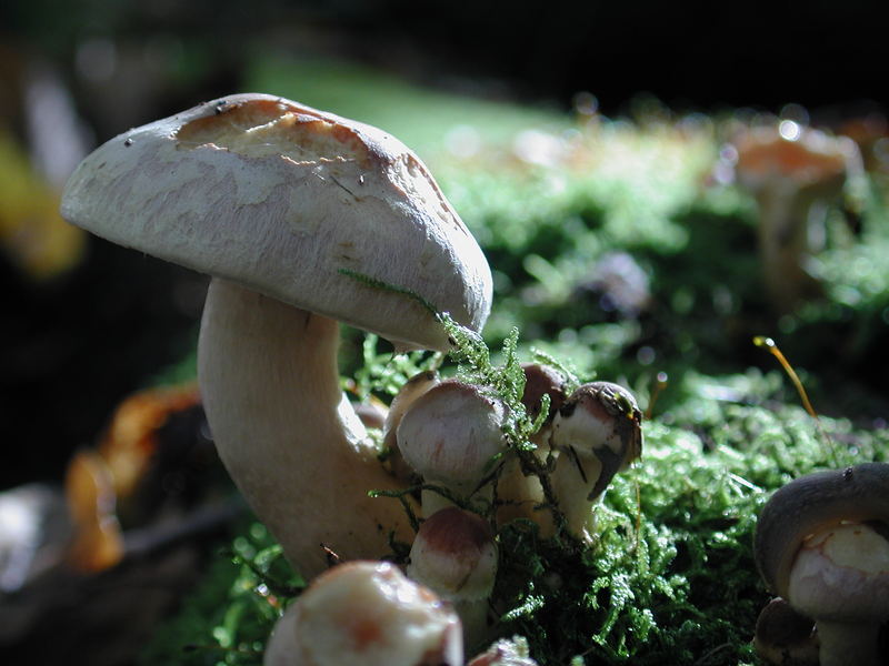 Champignons en forêt