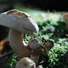 Champignons en forêt