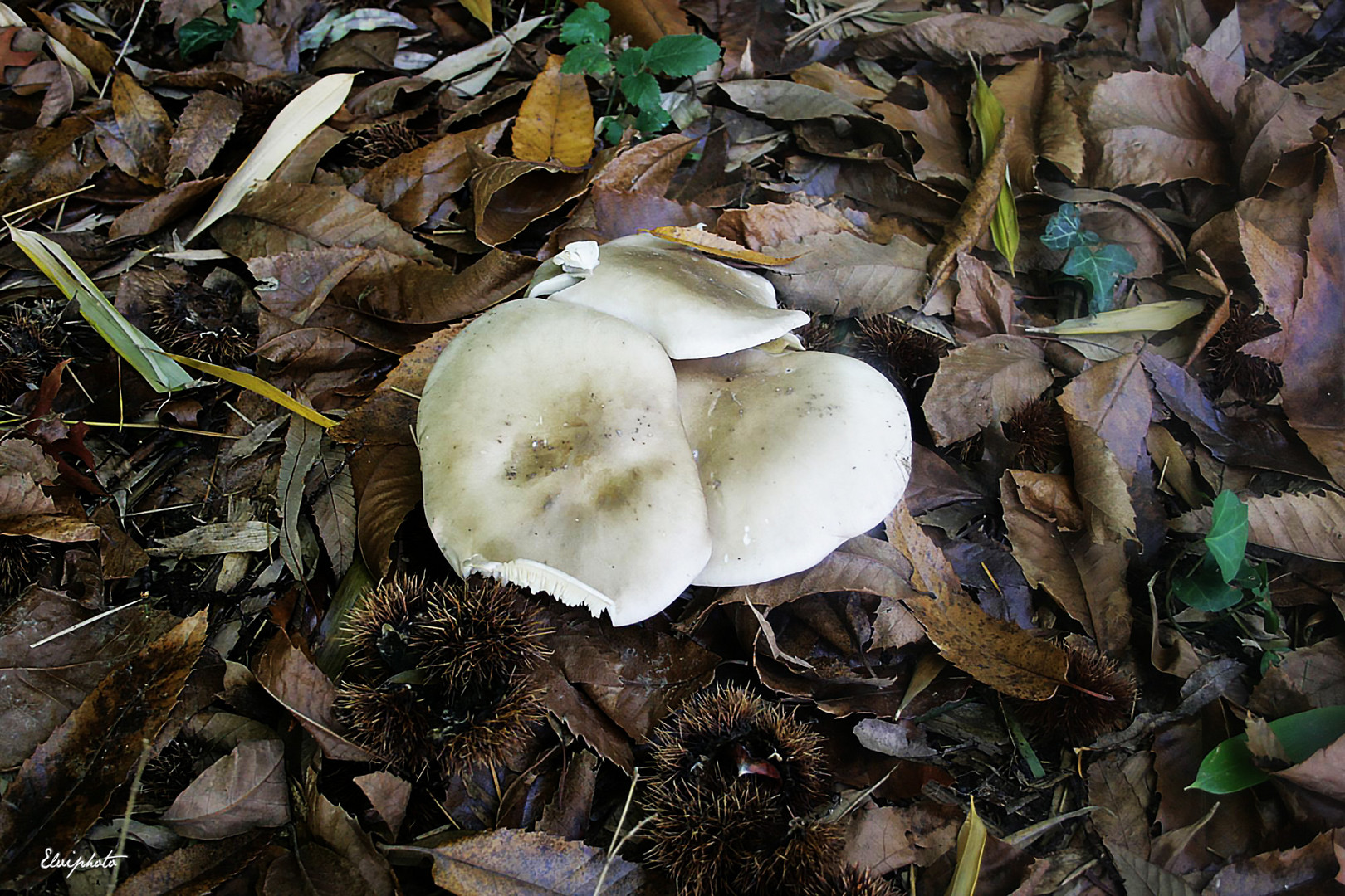 Champignons et châtaignes 