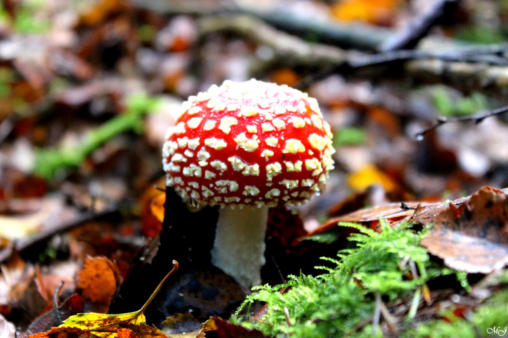 Champignons et couleurs