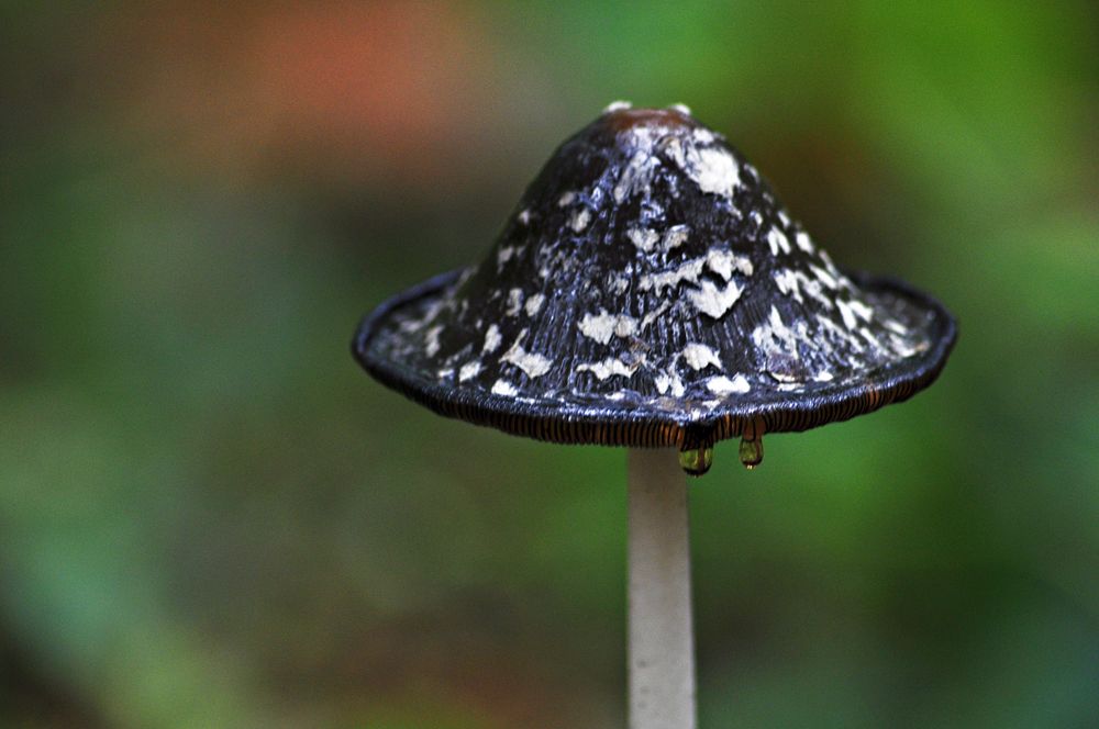 Champignons et gouttes !