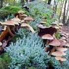 Champignons et lichen