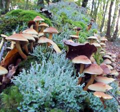 Champignons et lichen