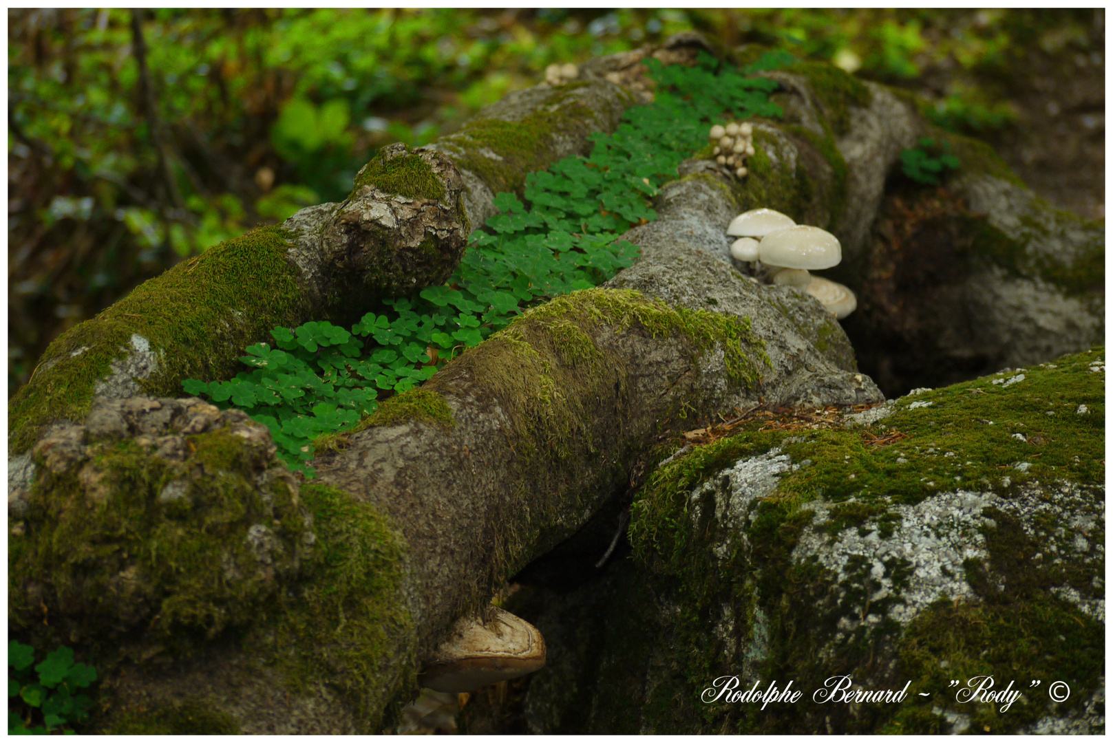 Champignons et Trèfle