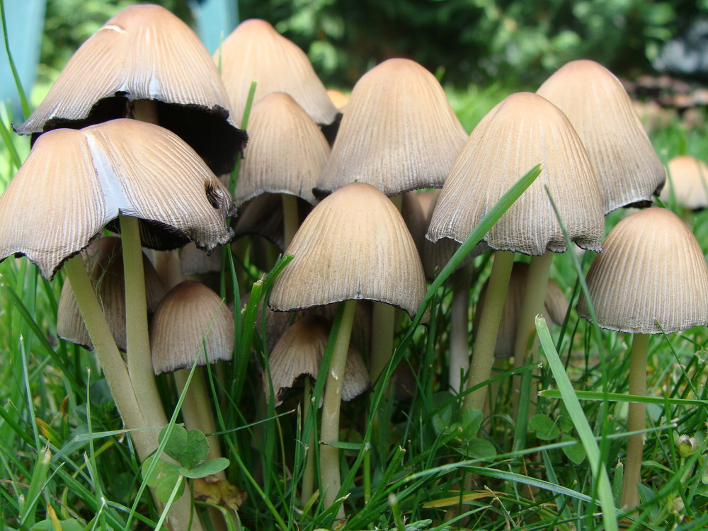 Champignons forest