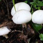 Champignons in meinem Garten ...