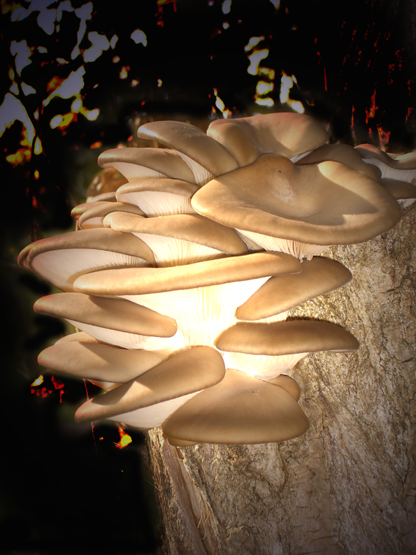 Champignons lumineux