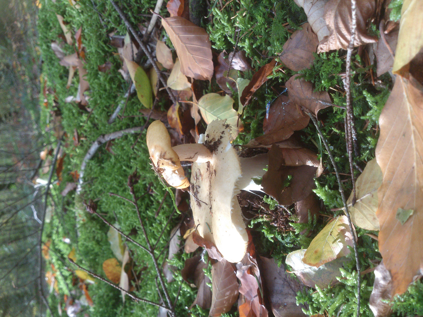 champignons pas normaux