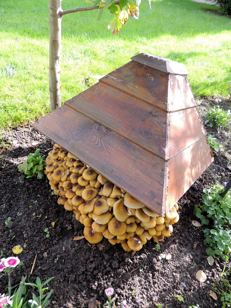 Champignons sous la cabane