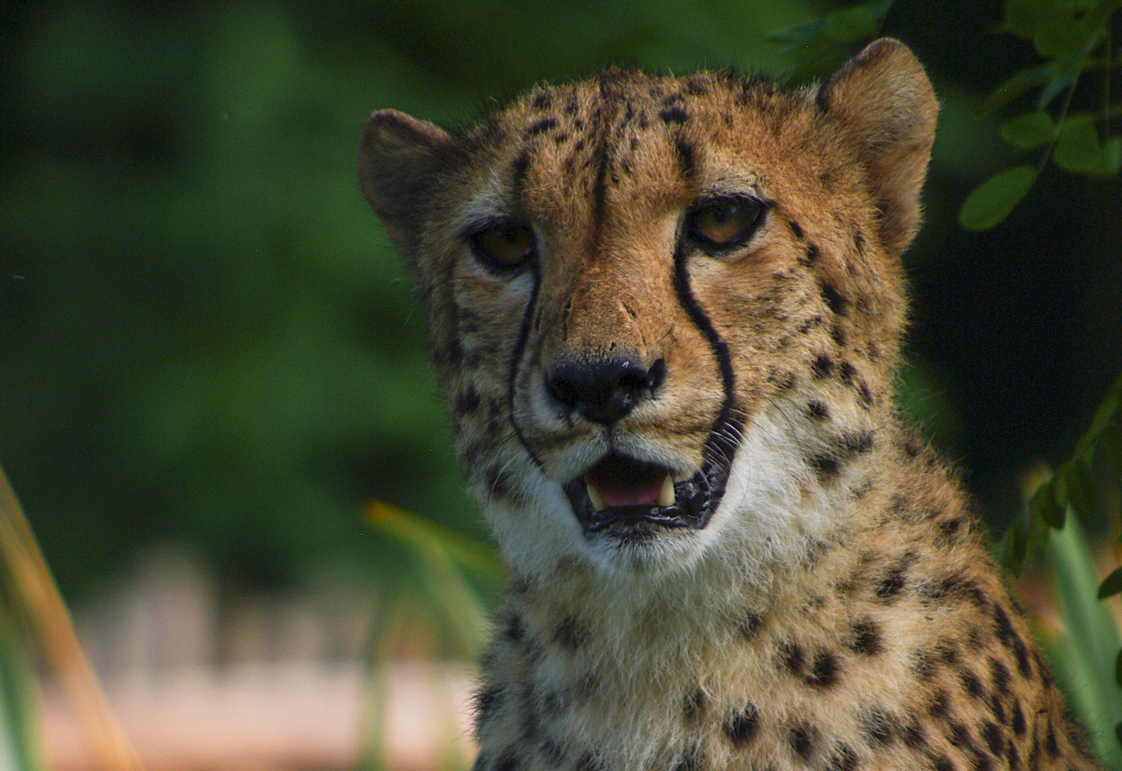 Champion de vitesse (Acinonyx jubatus, guépard)