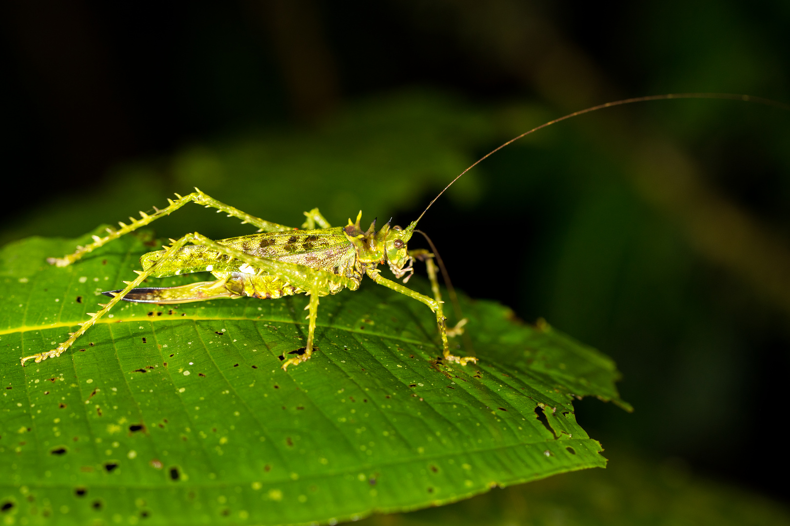 Championica Katydid