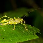 Championica Katydid