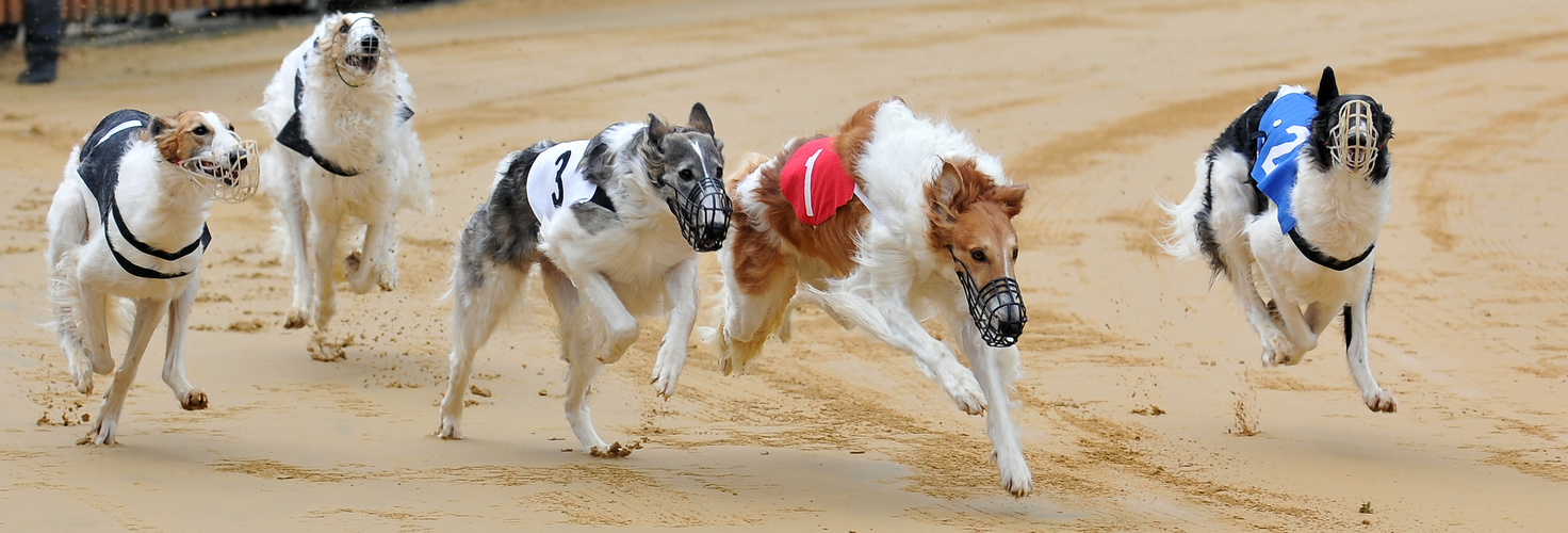 Champions-League der Windhunde