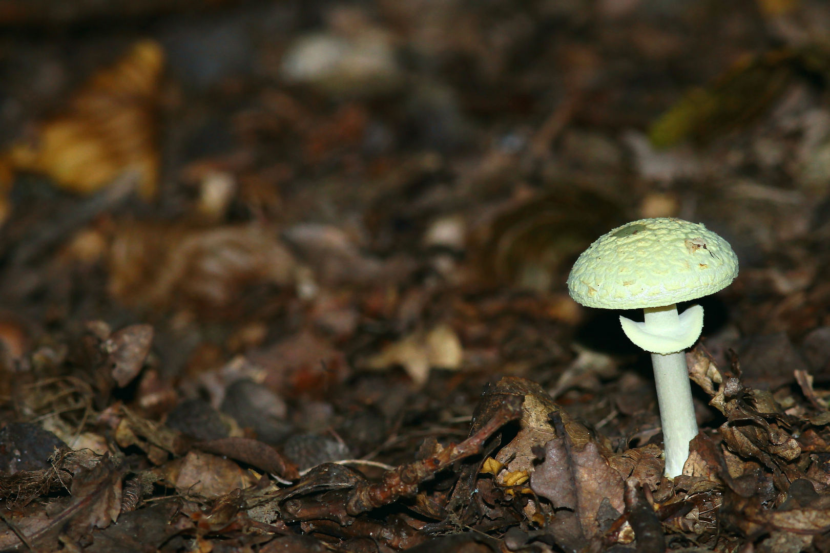 champipi-champignon