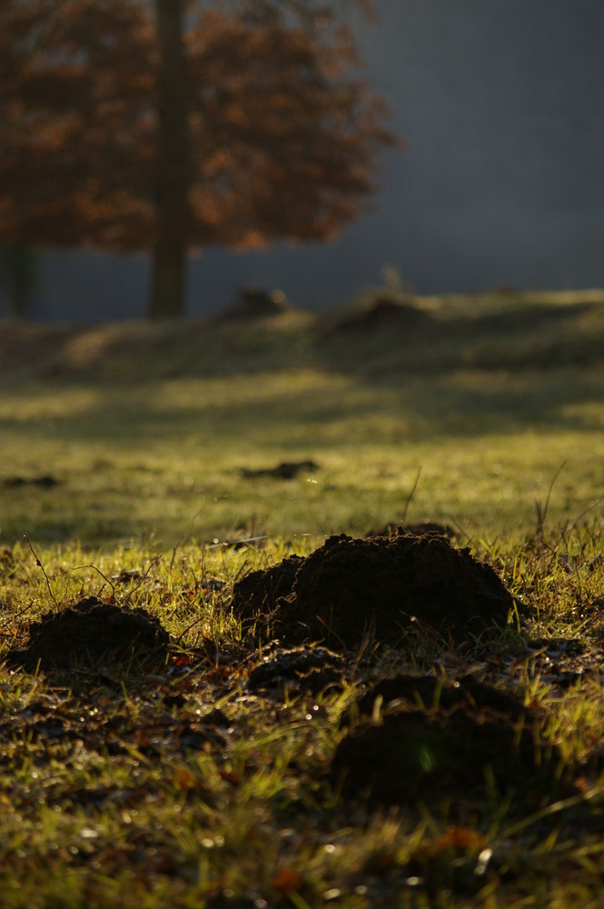 champs d'automne