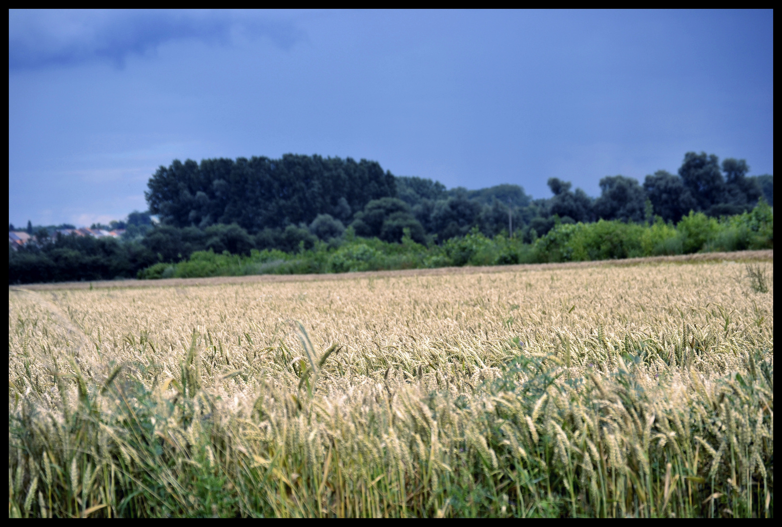 champs de blé