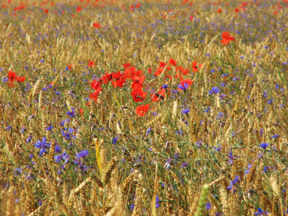 champs de blé