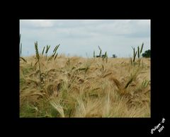 champs de blé