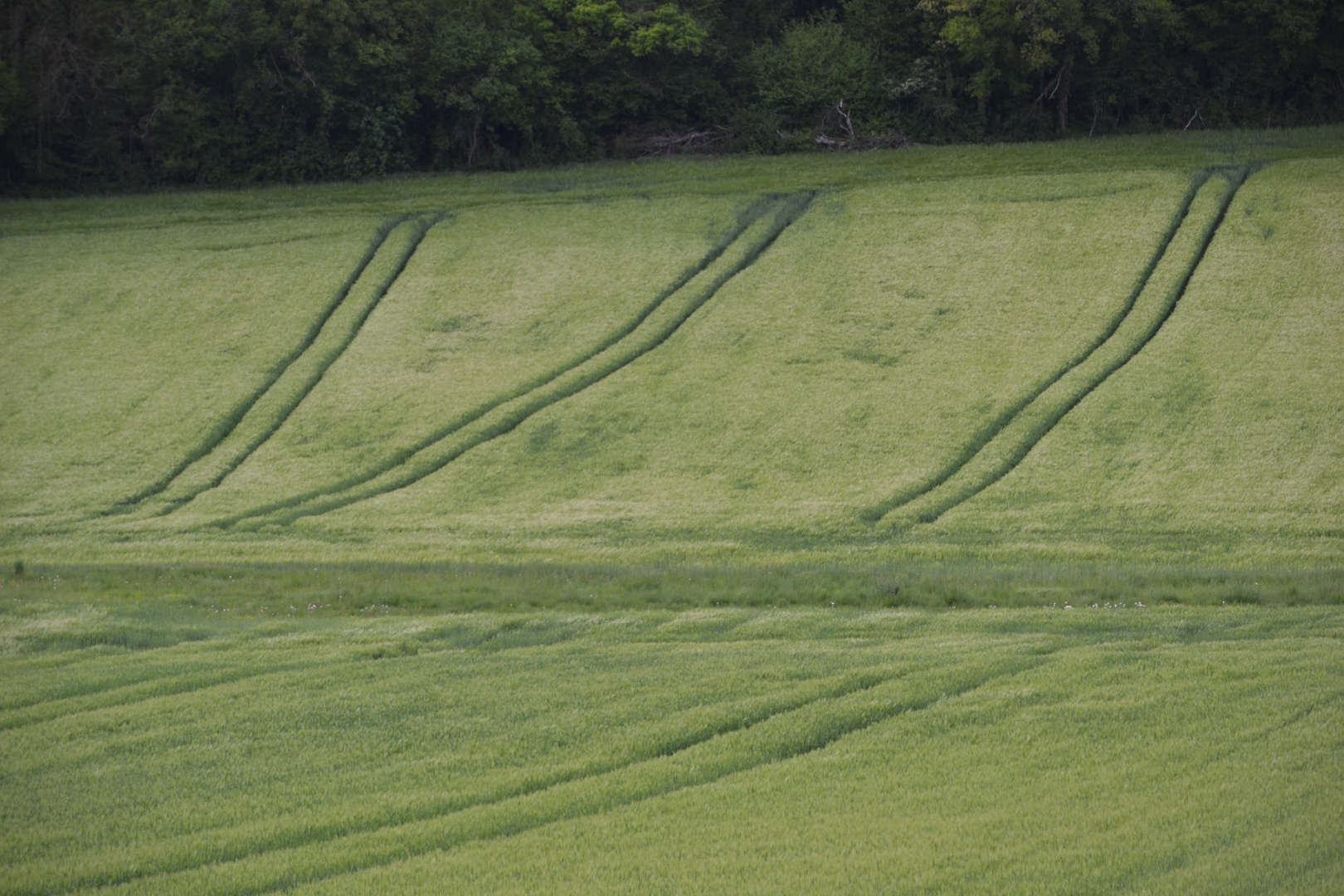 Champs de blé