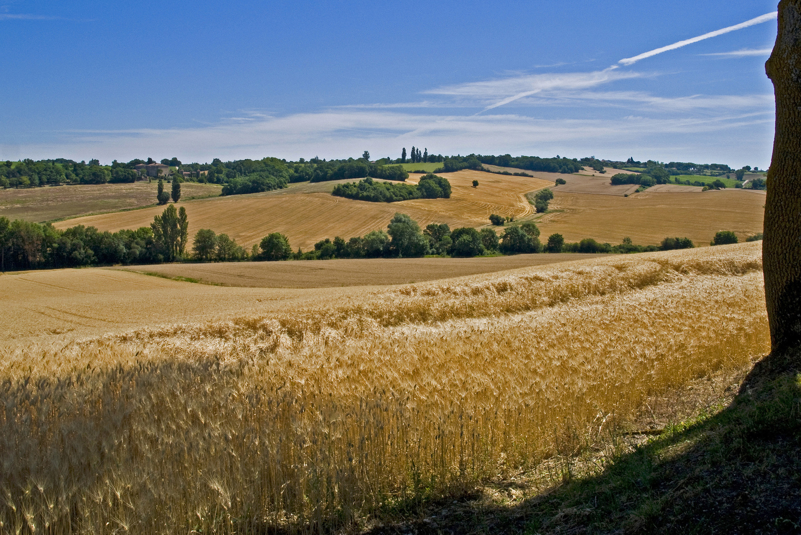 Champs de blé dans le Gers, prêts pour la moisson  --  Kornfelder in dem Gers, bereit für die Ernte