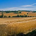 Champs de blé dans le Gers, prêts pour la moisson  --  Kornfelder in dem Gers, bereit für die Ernte