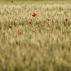 Champs de blé - Kornfeld