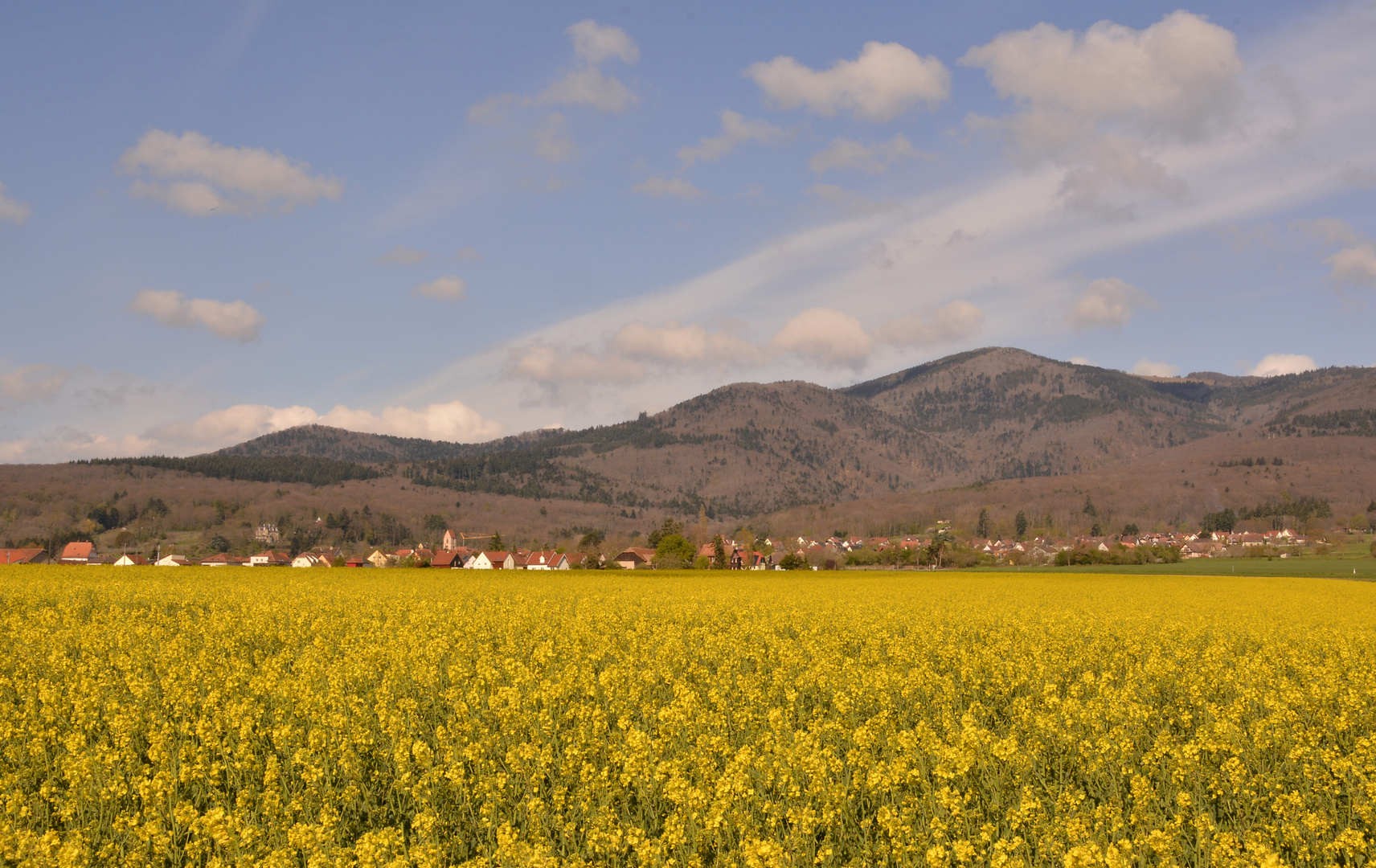 Champs de colza