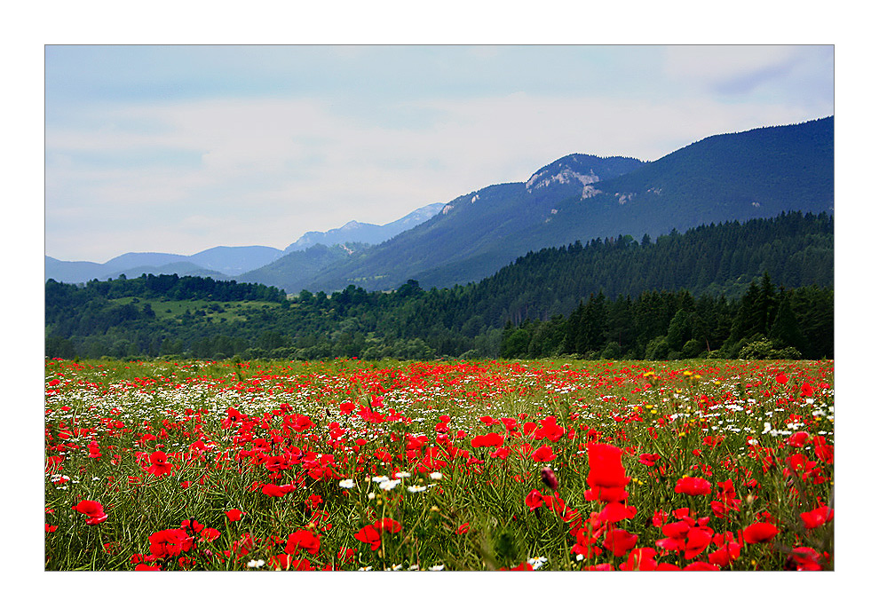 Champs de coquelicot