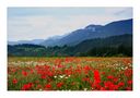 Champs de coquelicot von Bergfee 