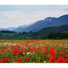 Champs de coquelicot