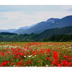 Champs de coquelicot