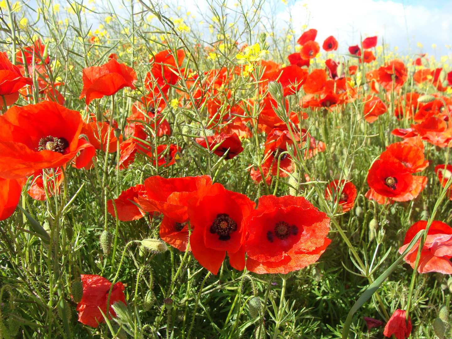 Champs de coquelicots