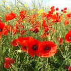 Champs de coquelicots