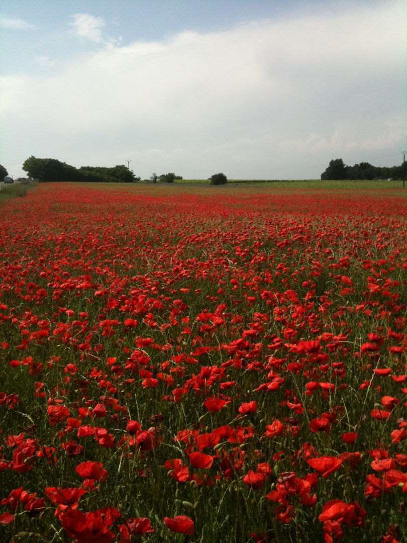 CHAMPS DE COQUELICOTS 2