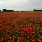 CHAMPS DE COQUELICOTS 2