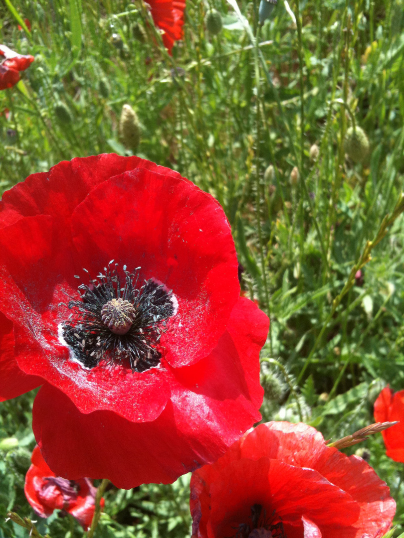 CHAMPS DE COQUELICOTS