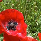 CHAMPS DE COQUELICOTS