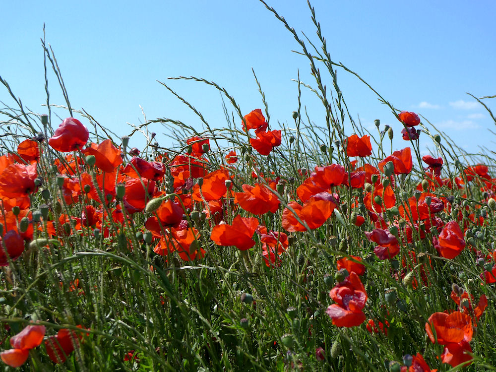 Champs de coquelicots