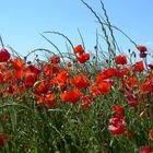 Champs de coquelicots