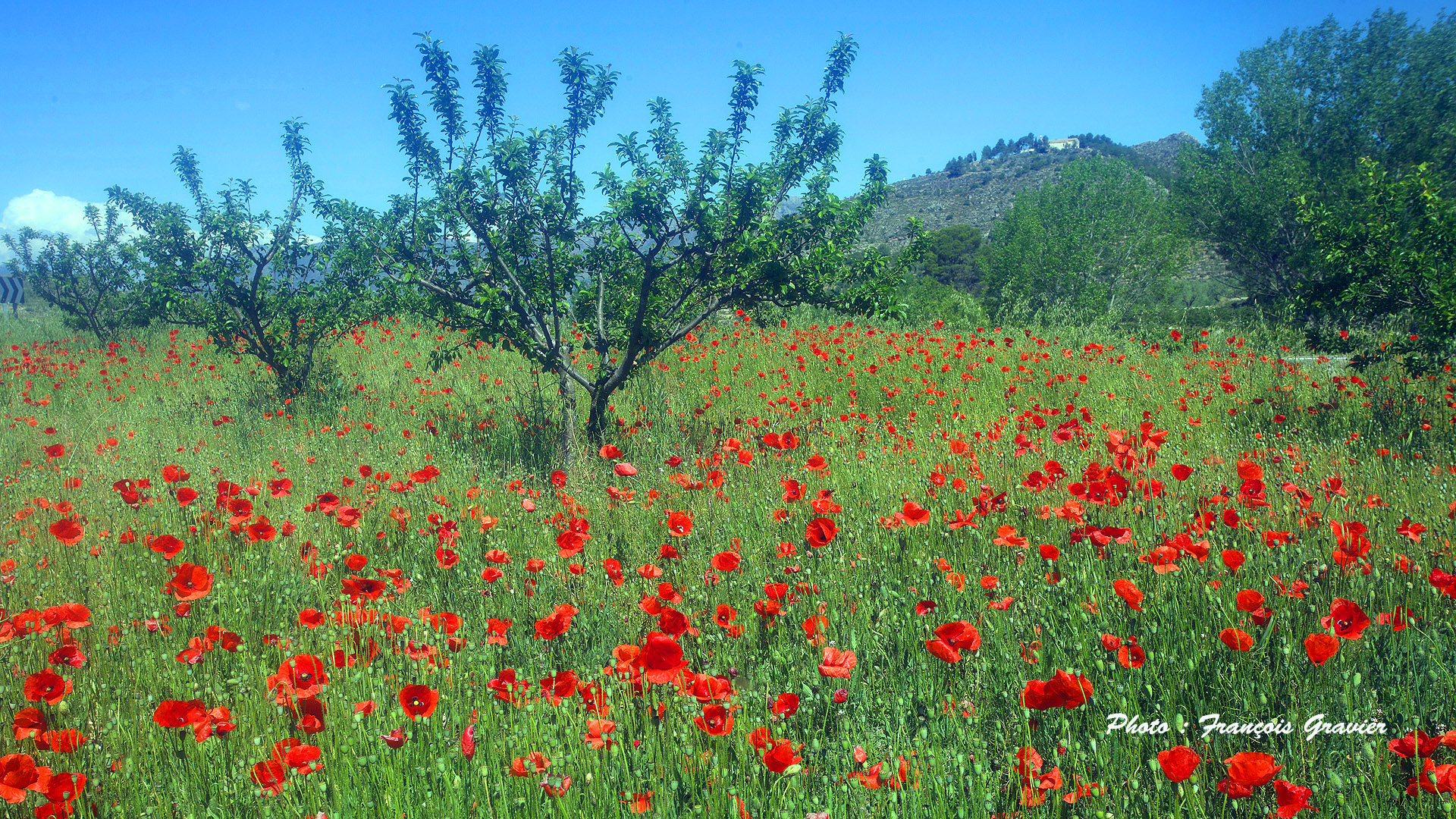 Champs de coquelicots