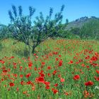 Champs de coquelicots