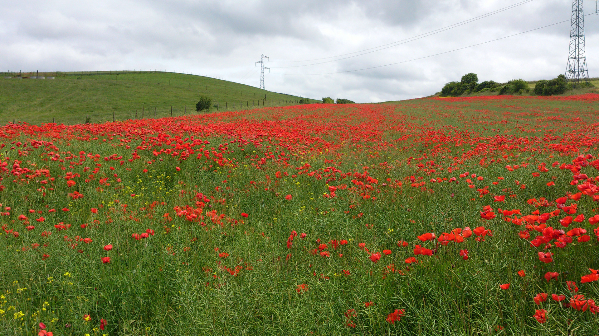 champs de coquelicots! part 1