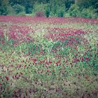 Champs de fleurs