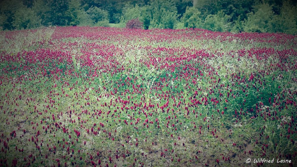 Champs de fleurs