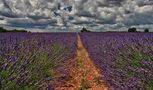 Champs de lavande by Denis Heirendt 