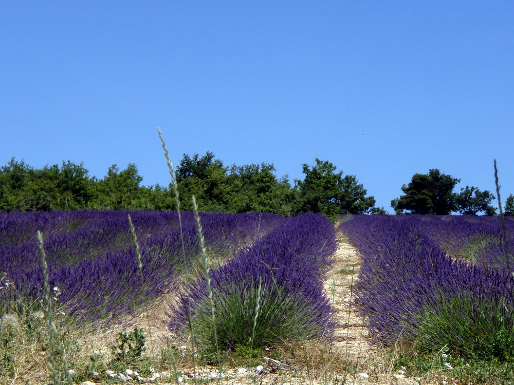 champs de lavande