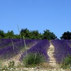 champs de lavande